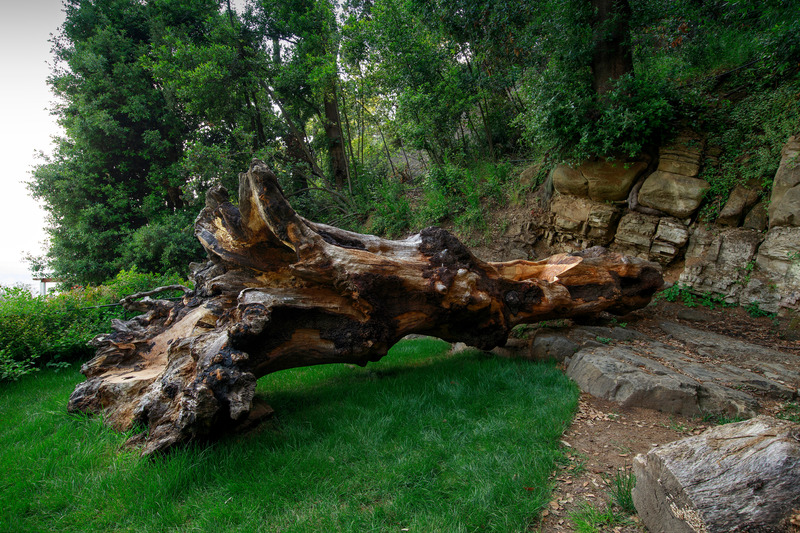 Press kit | 6953-01 - Press release | Forsoultree, Artwork by Luca Gnizio - Luca Gnizio - Art - The trunk is placed on a small plateau overlooking the unique panorama of Fiesole and Florence - Photo credit: Alessio Guarino
