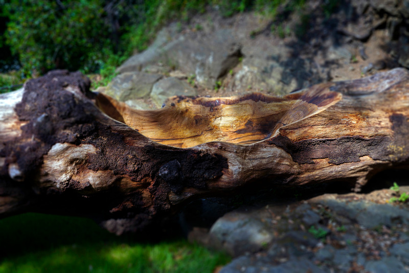 Press kit | 6953-01 - Press release | Forsoultree, Artwork by Luca Gnizio - Luca Gnizio - Art - Forsoultree waits to be discovered - Photo credit: Alessio Guarino