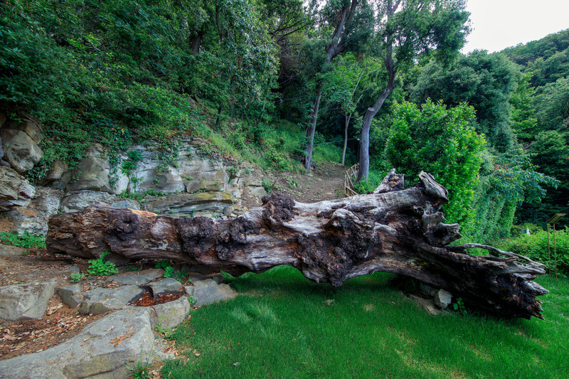 Press kit | 6953-01 - Press release | Forsoultree, Artwork by Luca Gnizio - Luca Gnizio - Art - The old holm oak was found by the gardeners who called the artist to transform the trunk into something new  - Photo credit: Alessio Guarino
