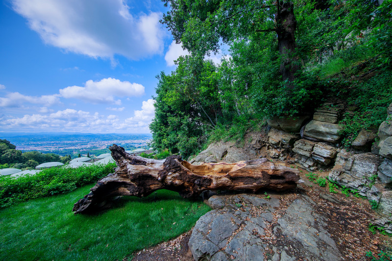 Press kit | 6953-01 - Press release | Forsoultree, Artwork by Luca Gnizio - Luca Gnizio - Art - Forsoultree by Luca Gnizio transforms the trunk of a fallen holm oak in an artwork where to reconnect with nature - Photo credit: Alessio Guarino