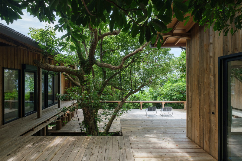 Dossier de presse | 7029-01 - Communiqué de presse | Sumu, Regenerative Life Studio, Receives International Recognition - tono Inc. - Architecture résidentielle - Terrasse vivante et arbre symbolique existant - Crédit photo : Rui Nishi