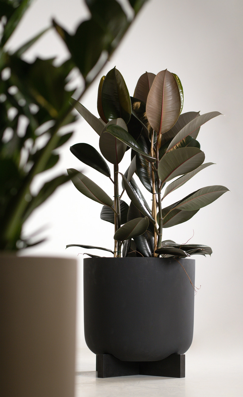 Dossier de presse | 7094-01 - Communiqué de presse | Introduction de la Cruz Planter de Greenmood - Greenmood - Produit - Crédit photo : Anna Nina Gacka