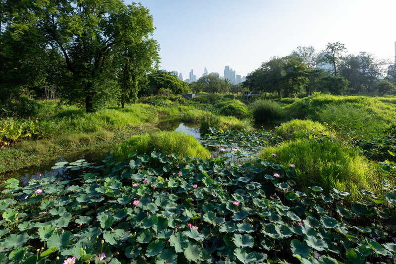 Dossier de presse | 2696-04 - Communiqué de presse | Benjakitti Forest Park: Transforming a Brown Field into Urban Nature - Turenscape - Architecture de paysage - Crédit photo : Turenscape&amp;Arsomsilp