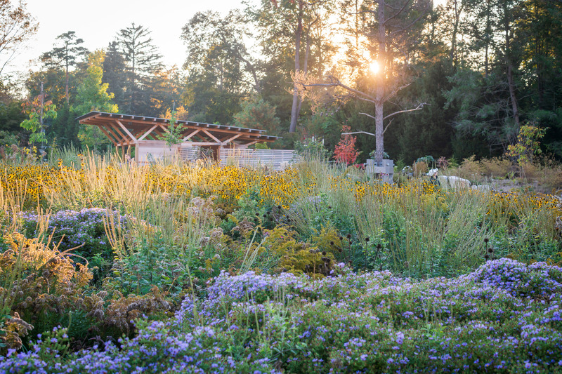 Dossier de presse | 7594-01 - Communiqué de presse | Pollinator and Bird Garden, Designed by Didier Design Studio, Named Winner of International Sustainability Award - Didier Design Studio - Architecture de paysage - Where the Pollinators Are, by Didier Design Studio - Crédit photo : Rob Cardillo