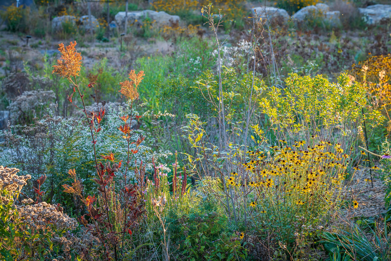 Dossier de presse | 7594-01 - Communiqué de presse | Pollinator and Bird Garden, Designed by Didier Design Studio, Named Winner of International Sustainability Award - Didier Design Studio - Architecture de paysage - Where the Pollinators Are, by Didier Design Studio - Crédit photo : Rob Cardillo