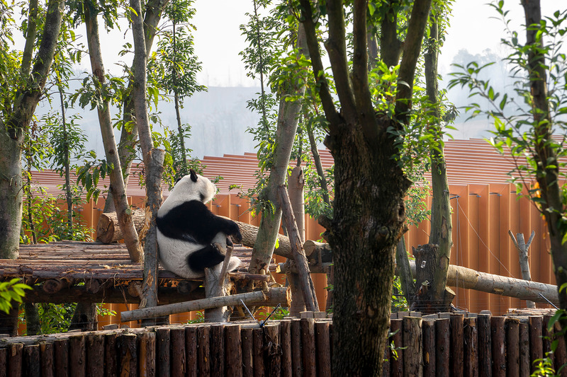 Press kit | 4743-01 - Press release | The Panda Pavilions Wins Architizer A+Awards 2024 Jury Winner Award - Atelier Ping Jiang | EID Arch - Institutional Architecture - Photo credit: Kuratnik Nikolai