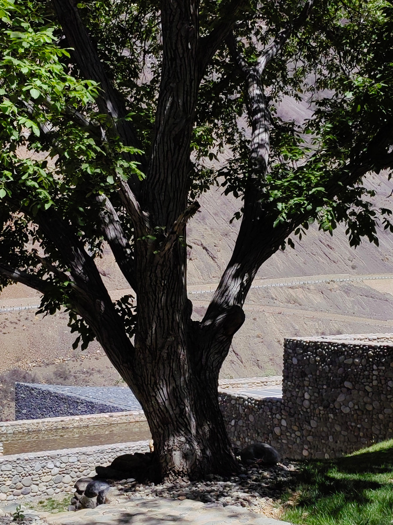 Dossier de presse | 7579-01 - Communiqué de presse | Quzika 1865 Winery Complex: A Link Between Mountain and River, Embedded in Nature - PL-T ARCHITECTURE STUDIO - Architecture industrielle - Crédit photo : wangjianfeng