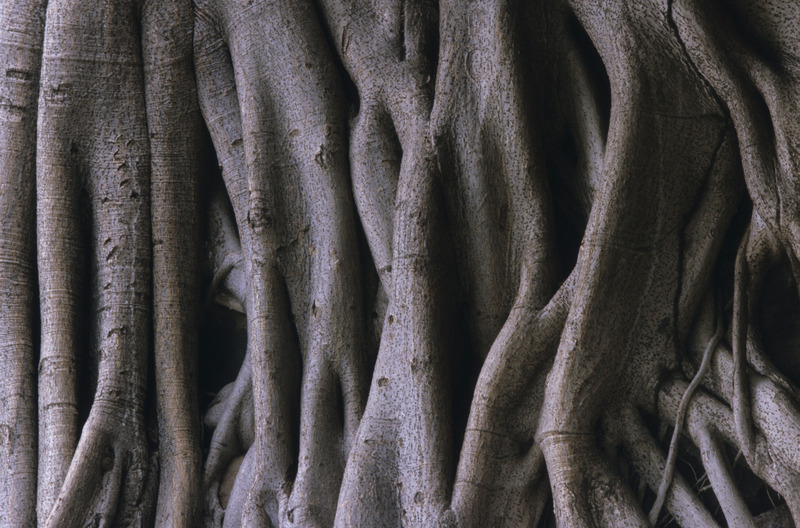 Dossier de presse | 4101-01 - Communiqué de presse | Nature-inspired Architecture Holds the Winning Formula - Koichi Takada Architects - Architecture résidentielle - Moreton Bay Fig - Crédit photo : Courtesy of Koichi Takada Architects